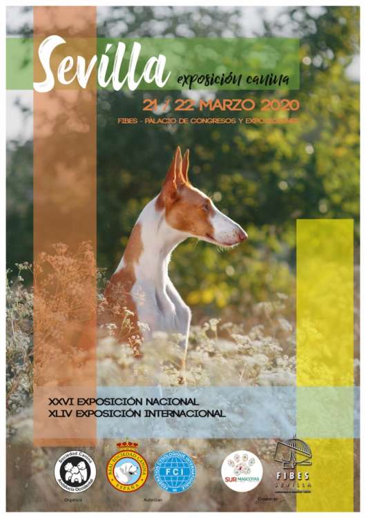Sociedad Canina de Andalucía Occidental - Belleza. XLV EXPOSICIÓN CANINA INTERNACIONAL SEVILLA (Sevilla   España)