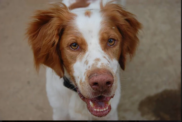 El Tíbet. Perro en adopcion que busca casa.