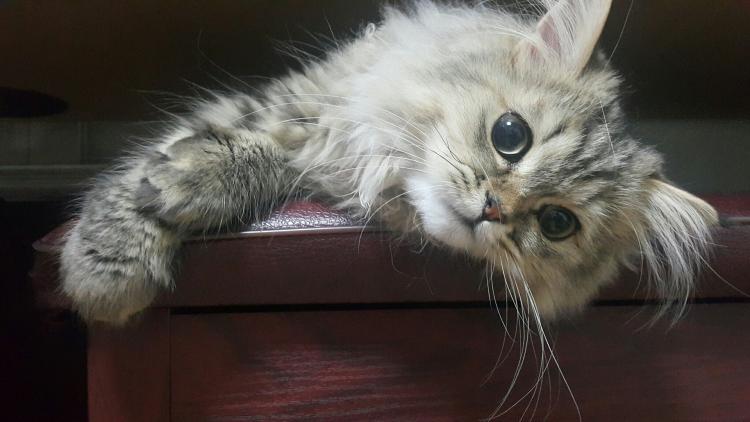 PETSmania - gato persa