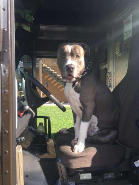 PETSmania - Leo en el camiòn de Katie (FOTO Facebook UPS DOGS)