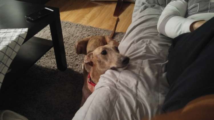 EVOLUCIÓN Asoc. Defen. Y Derechos de los Animales - Arya.