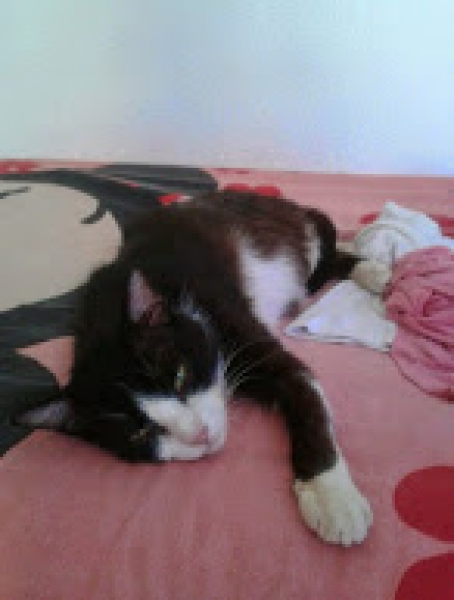 Comun Europeo. Vicent