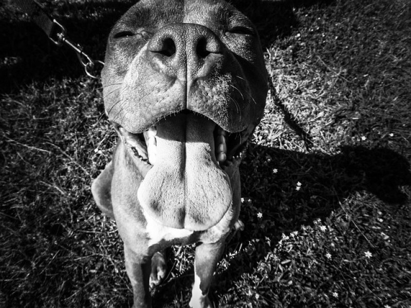 Pit Bull Terrier.