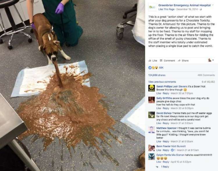 Foto  Greenbrier Emergency Animal Hospital en Charlottesville  Virginia en 2014