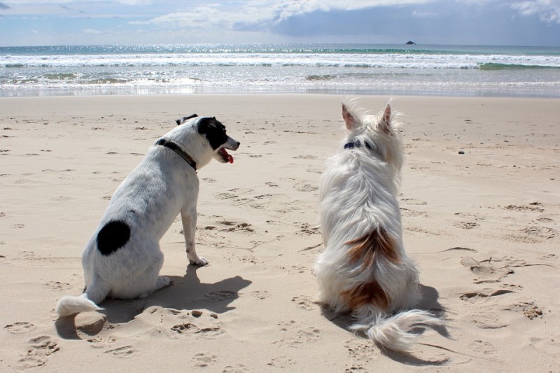 PETSmania - Valencia permitirá el esparcimiento canino en algunas playas de la ciudad.
