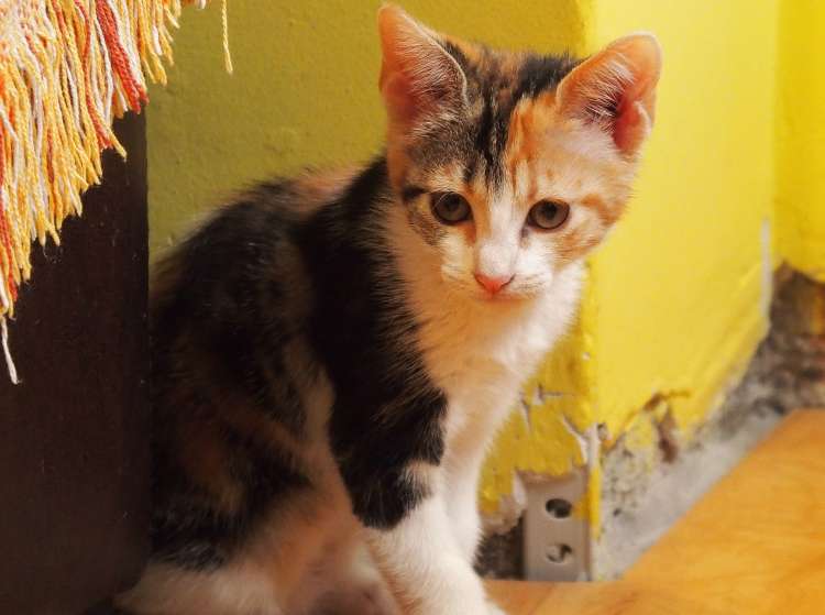 Gato mestizo. Robin. Gato mestizo. Robin.