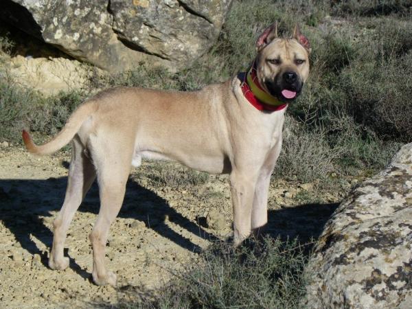 NIEBLA DE GUARA - Alano Español. JERO DE VOM ESCORTS