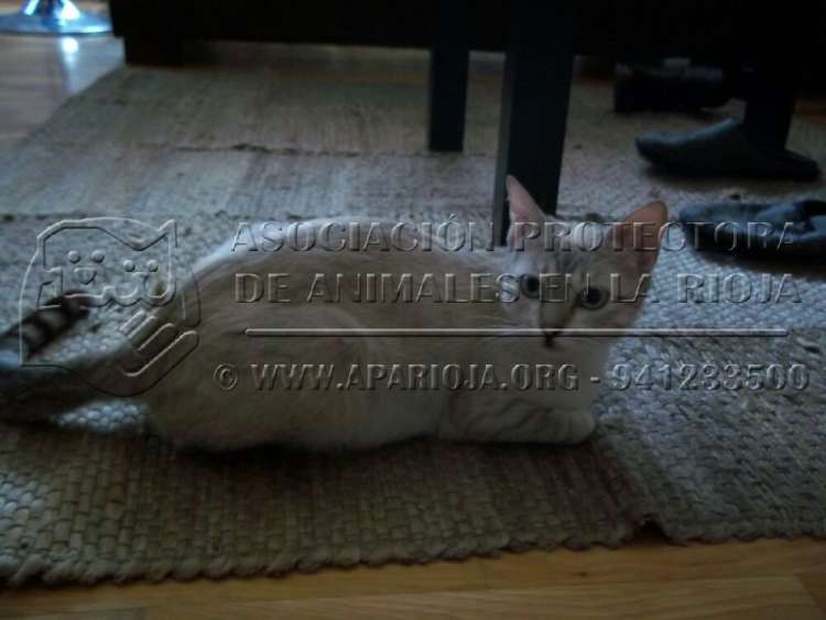 Gato mestizo. Kira. Gato en adopcion que busca casa.