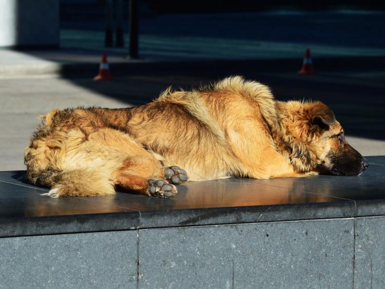 Perro al sol en la calle