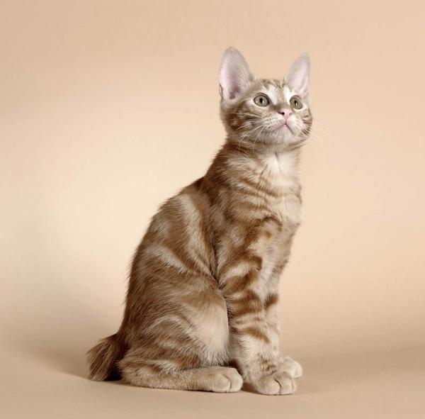 PETSmania - Bobtail Japonés. 