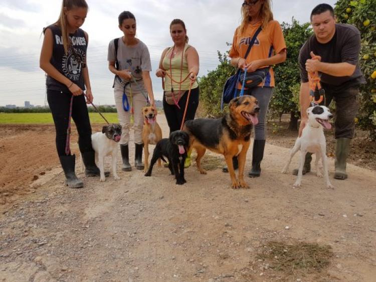 Voluntarios de la protectora con los perros abandonados. Foto Las Provincias