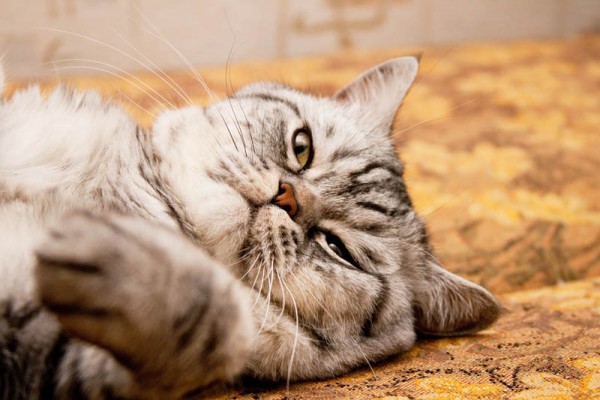 Straightear Escocés. 