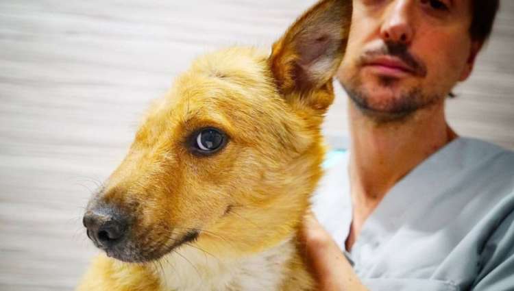 PETSmania - Sky  el perro brutalmente apaleado | Agencias