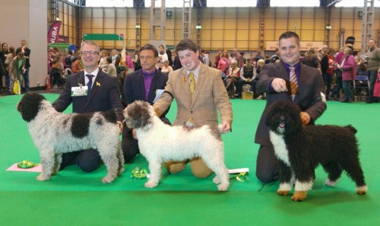 Perro de Agua Español   Crufts 2017