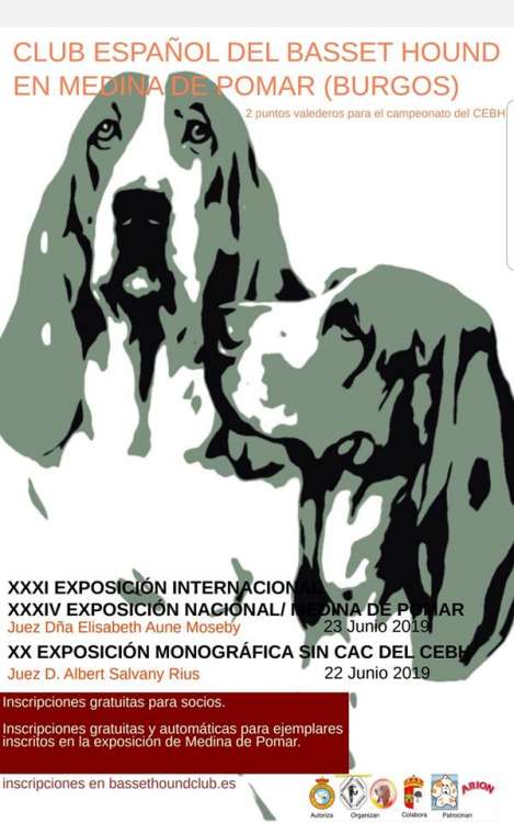 Basset Hound. Belleza. XX Monográfica sin CAC Medina de Pomar (Burgos España) Basset Hound. Belleza. XX Monográfica sin CAC Medina de Pomar (Burgos España)