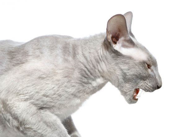Peterbald. 