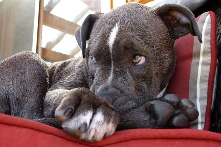 PETSmania - Pit Bull Terrier.