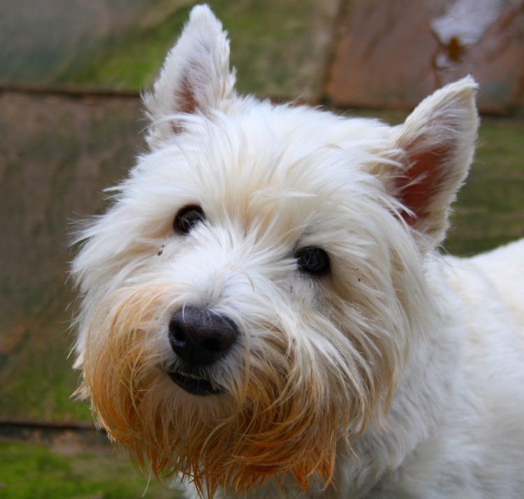 PETSmania - Detalle del West Highland White Terrier