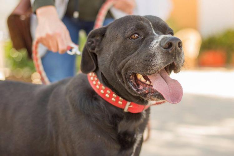 Perro mestizo. Arcas.