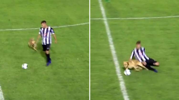 PETSmania - Perro se mete en campo de fútbol y tumba a futbolista