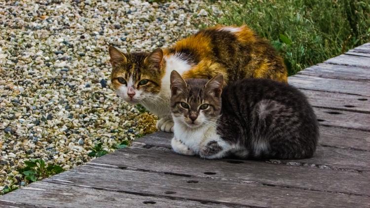 PETSmania - Gatos de la calle