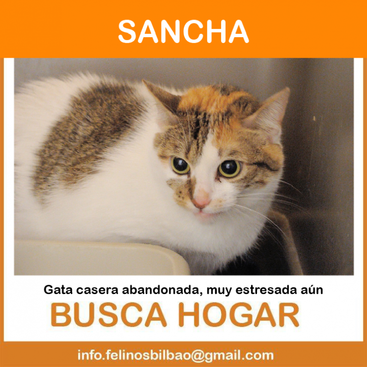 Asociación Protectora de Animales Felinos Bilbao - Sancha.