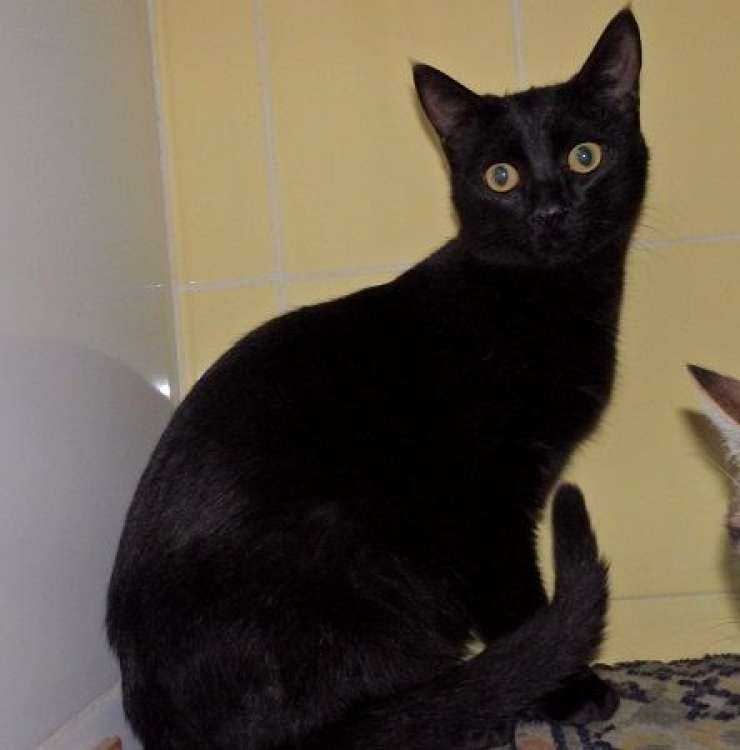 Marus. Gato en adopcion que busca casa.