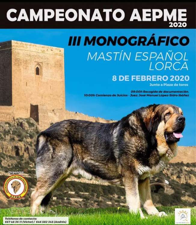 CLUB DEL MASTÍN DEL PIRINEO DE ESPAÑA - Mastín del Pirineo. Belleza. III CAMPEONATO MONOGRÁFICO DEL MASTÍN DEL PRINEO (Murcia   España)