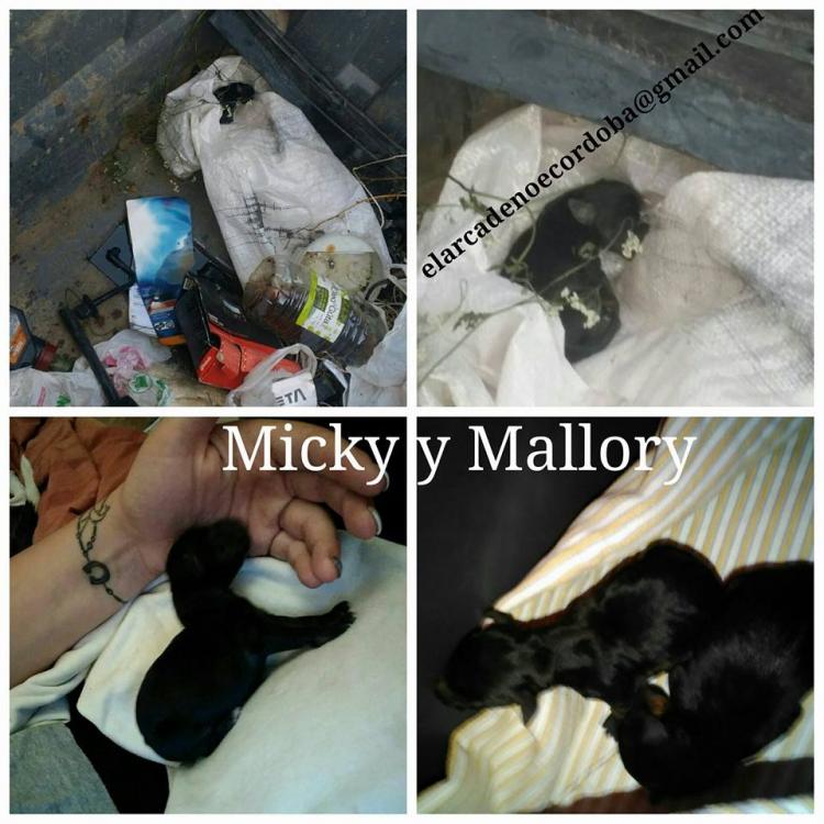 La asociación El Arca de Noé logra rescatar a dos cachorros arrojados a un contenedor de basura.