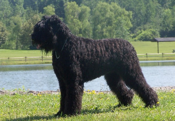 Terrier Negro Ruso. Carlyleshl
