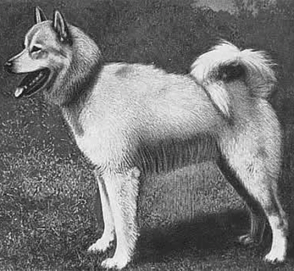 PETSmania - Laika de Karelia. Karelka-layka