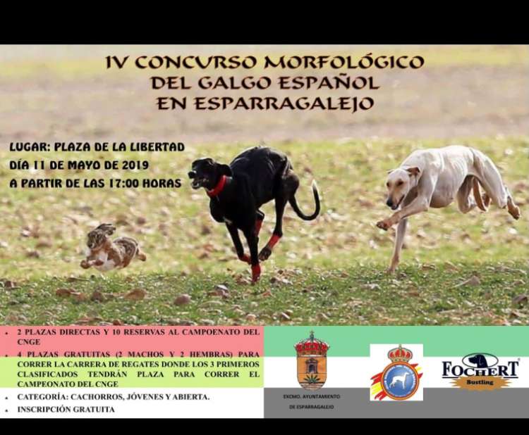 Belleza. CONCURSO MORFOLÓGICO del GALGO ESPAÑOL (Badajoz   España)