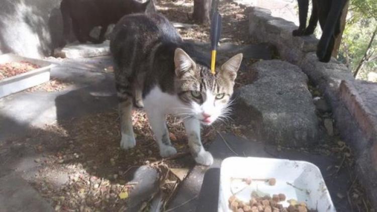 Gato con una flecha lanzada desde una ballesta en Toledo. La Voz.