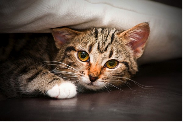 El gato: ¿Ese perro bajito? Diferencias entre gatos y perros.