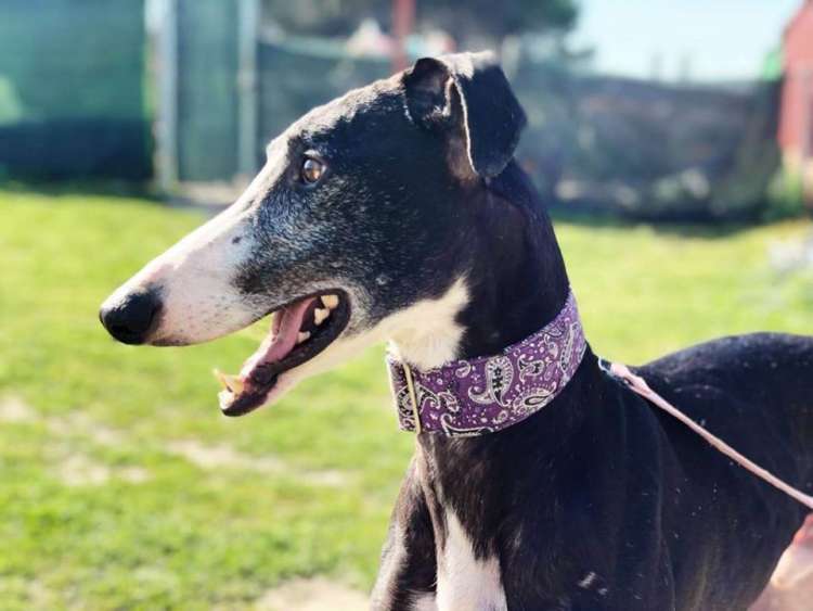 Asociación BASSGALGO - Tango.