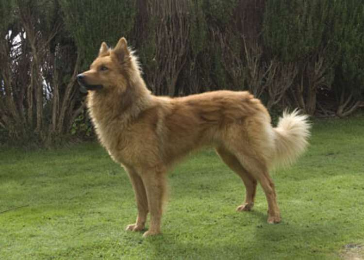 Perro Garafiano (Foto  Asociación Española Perro Pastor Garafiano) Perro Garafiano (Foto  Asociación Española Perro Pastor Garafiano)