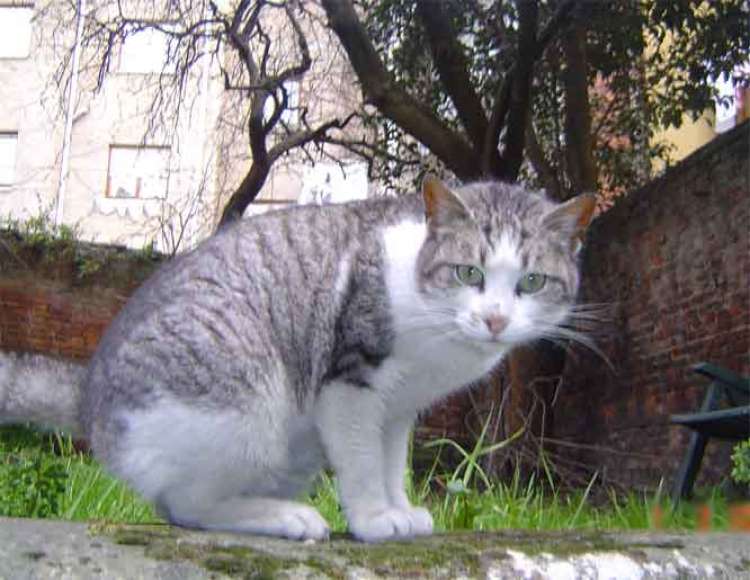 Grisina. Gato en adopcion que busca casa.