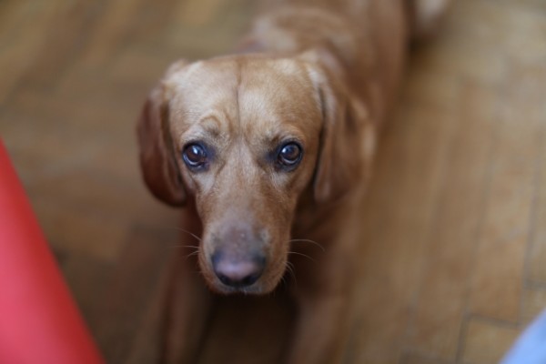 Vacunas? Si o No? Efectos nocivos.. por mariask