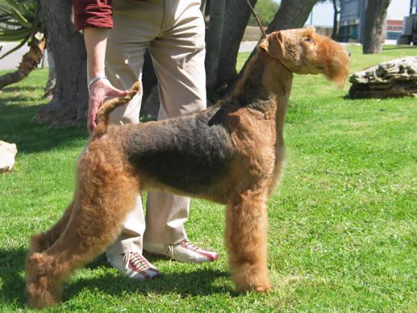 S´ARRACO Airedale - Airedale Terrier. CH.E. Oakgrove zonda del sur (Rita)