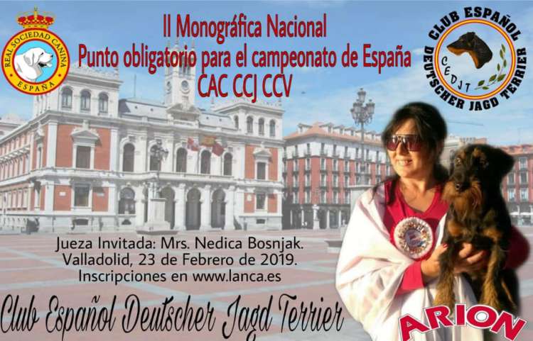 Belleza. II Monográfica Nacional del Deutscher Jagd Terrier (Valladolid   España)