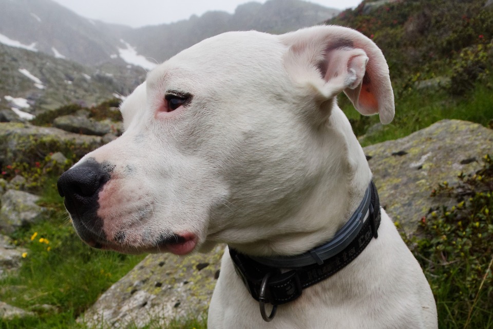 Dogo argentino primer plano
