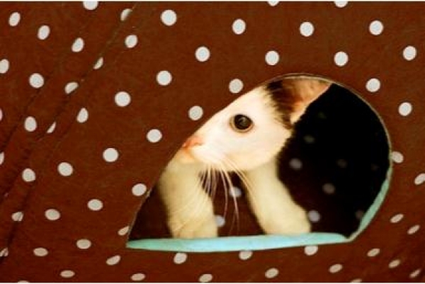 El dolor en nuestras mascotas