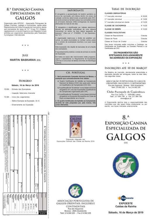 Galgo Español. 8.ª E. C. Especializada de Galgos (APGOIC) (CAC)