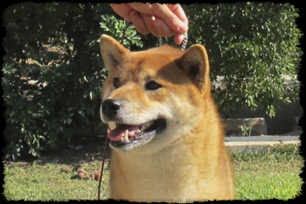 Shiba. Urusai de Canquercus -Uro-