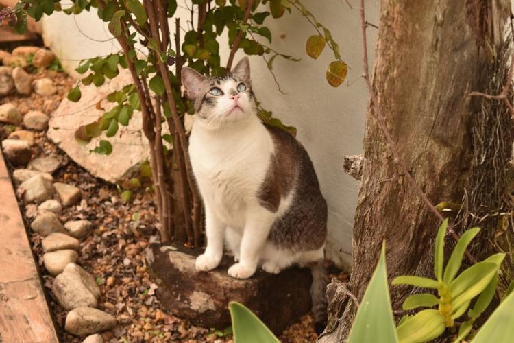 PETSmania - ¿Qué plantas pueden ser tóxicas para nuestro gato