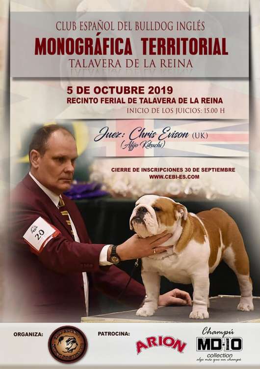 Bulldog Inglés. Belleza. Monográfica Territorial del Bulldog Ingles de Talavera de la Reina 2019 (Toledo   España)