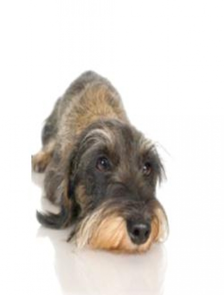 El dolor en nuestras mascotas