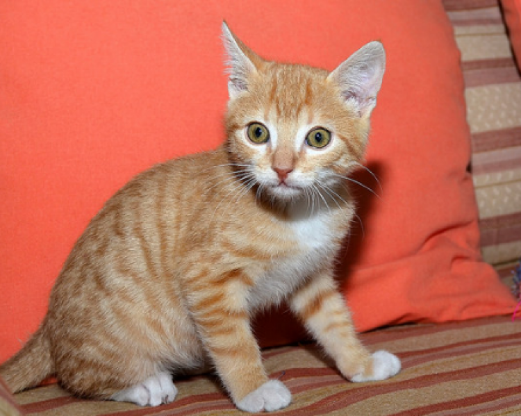 Lucky. Gato en adopcion que busca casa. Lucky. Gato en adopcion que busca casa.