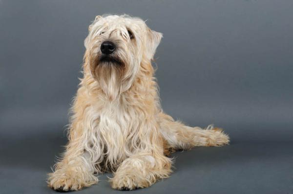 Irish Soft Coated Wheaten Terrier. 