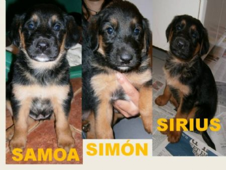 SIMÓN, SIRIUS (ADOPTADO) Y SAMOA.  Perro en adopcion que busca casa.